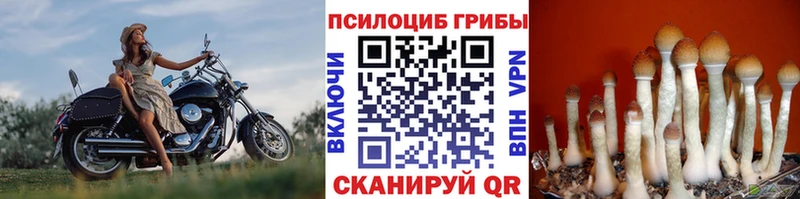 где найти   Мещовск  Псилоцибиновые грибы Psilocybine cubensis 